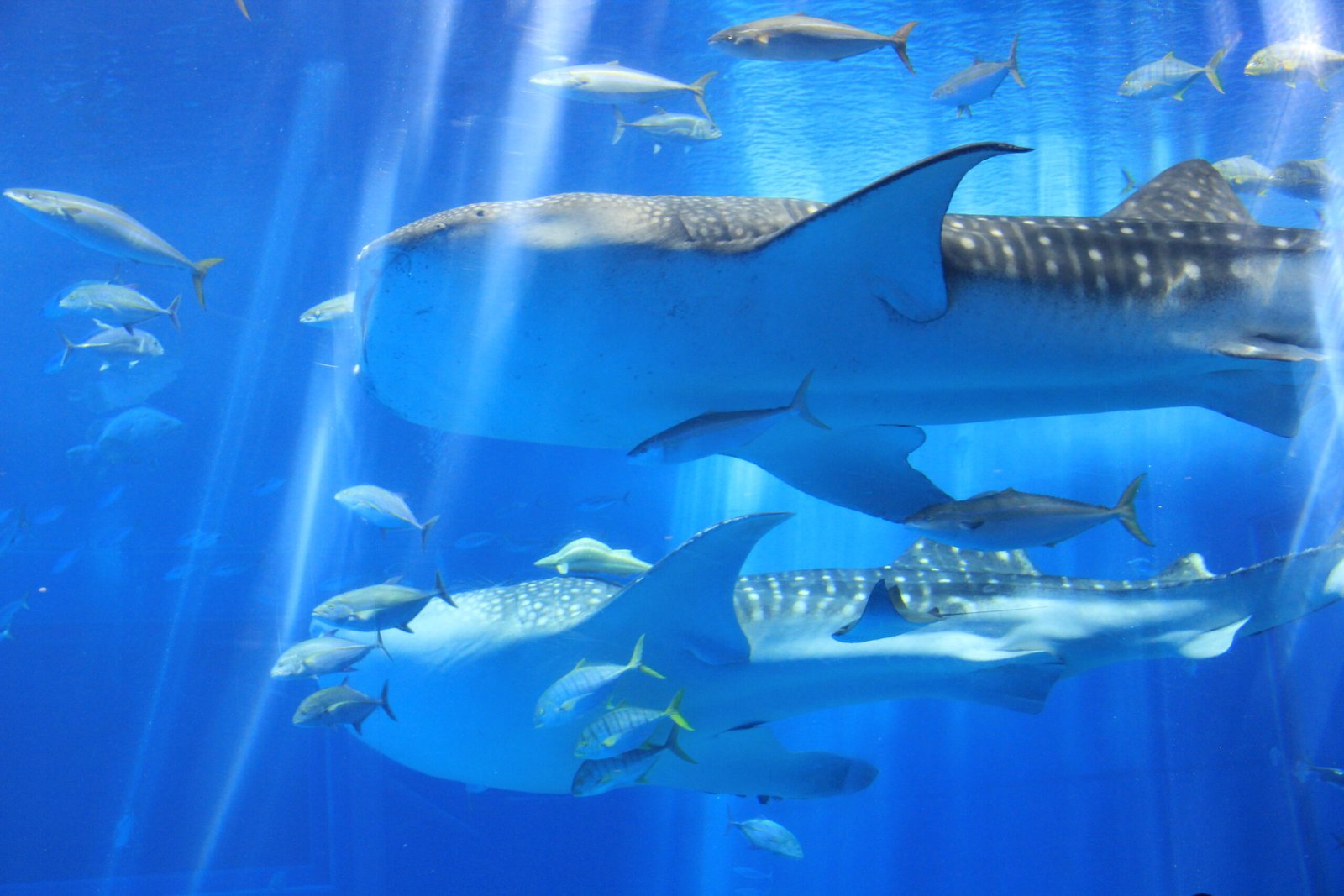 Okinawa Island, Japan